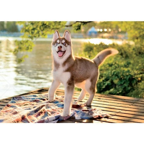 Kalendarz ścienny PSY rodzinny 280mm x 200mm Lucrum (WL08) Lucrum