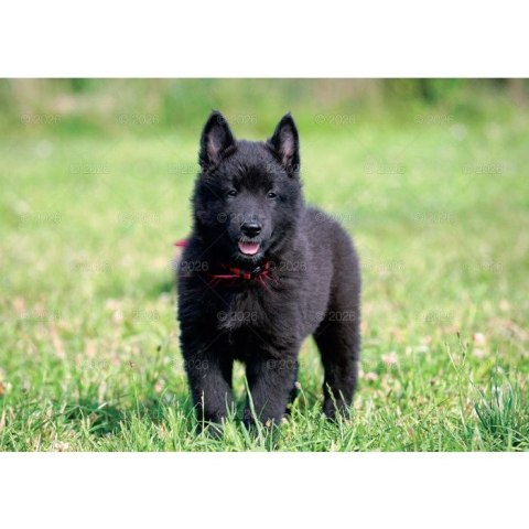 Kalendarz ścienny PSY rodzinny 280mm x 200mm Lucrum (WL08) Lucrum