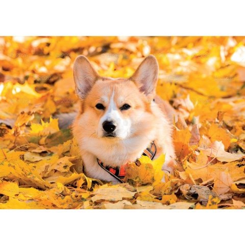 Kalendarz ścienny PSY rodzinny 280mm x 200mm Lucrum (WL08) Lucrum