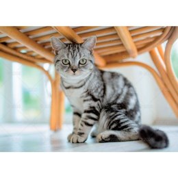 Kalendarz ścienny koty i kotki rodzinny 280mm x 200mm Lucrum (WL09) Lucrum