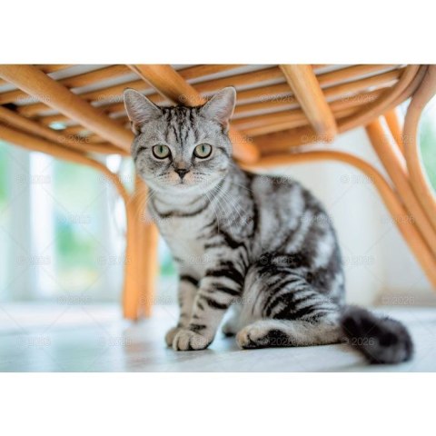 Kalendarz ścienny koty i kotki rodzinny 280mm x 200mm Lucrum (WL09) Lucrum