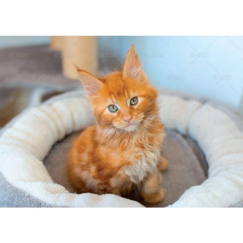 Kalendarz ścienny koty i kotki rodzinny 280mm x 200mm Lucrum (WL09) Lucrum