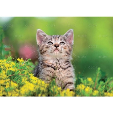 Kalendarz ścienny koty i kotki rodzinny 280mm x 200mm Lucrum (WL09) Lucrum