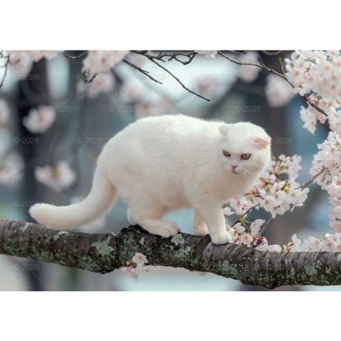 Kalendarz ścienny koty i kotki rodzinny 280mm x 200mm Lucrum (WL09) Lucrum