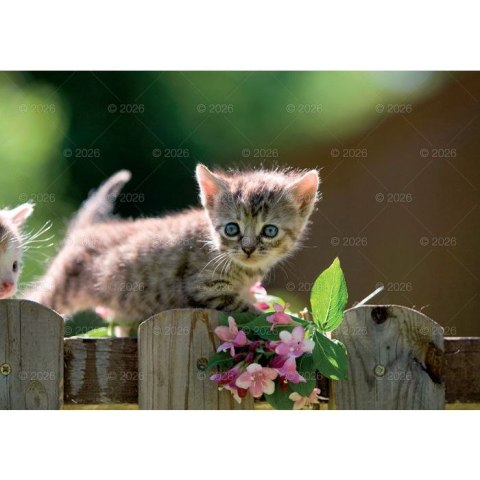 Kalendarz ścienny koty i kotki rodzinny 280mm x 200mm Lucrum (WL09) Lucrum