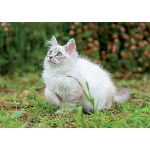 Kalendarz ścienny koty i kotki rodzinny 280mm x 200mm Lucrum (WL09) Lucrum