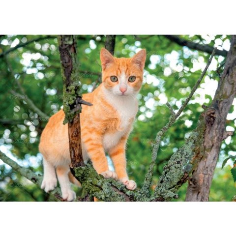 Kalendarz ścienny koty i kotki rodzinny 280mm x 200mm Lucrum (WL09) Lucrum