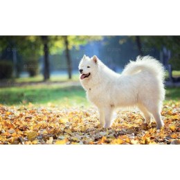 Kalendarz ścienny trójdzielny x 320mm Lucrum (KT14) Lucrum