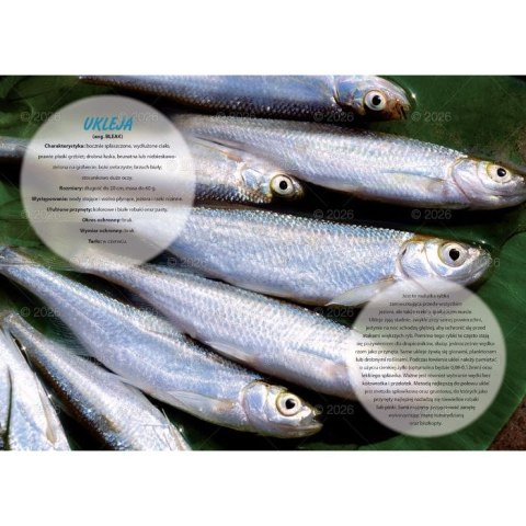 Kalendarz ścienny wędkarski rodzinny 280mm x 200mm Lucrum (WL14) Lucrum