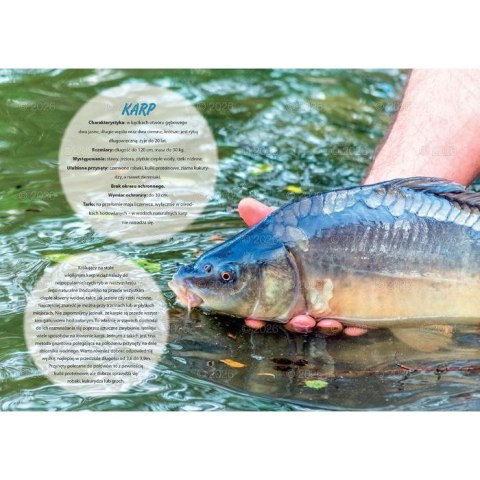 Kalendarz ścienny wędkarski rodzinny 280mm x 200mm Lucrum (WL14) Lucrum