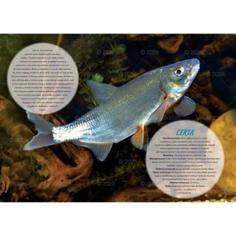 Kalendarz ścienny wędkarski rodzinny 280mm x 200mm Lucrum (WL14) Lucrum