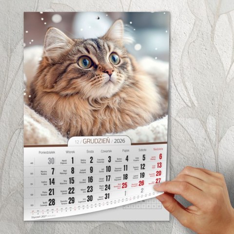 Kalendarz ścienny A4 KOTY A4 Press (5904830713381) Press