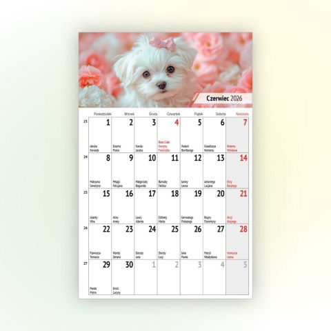 Kalendarz ścienny na lodówkę z magnesem 137mm x 210mm Press (MILUSIŃSCY) Press