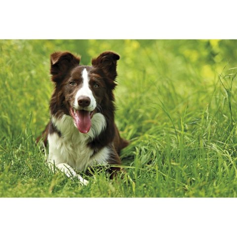 Kalendarz ścienny trójdzielny 855mm x 315mm Michalczyk i Prokop (T-105T-09) Michalczyk i Prokop