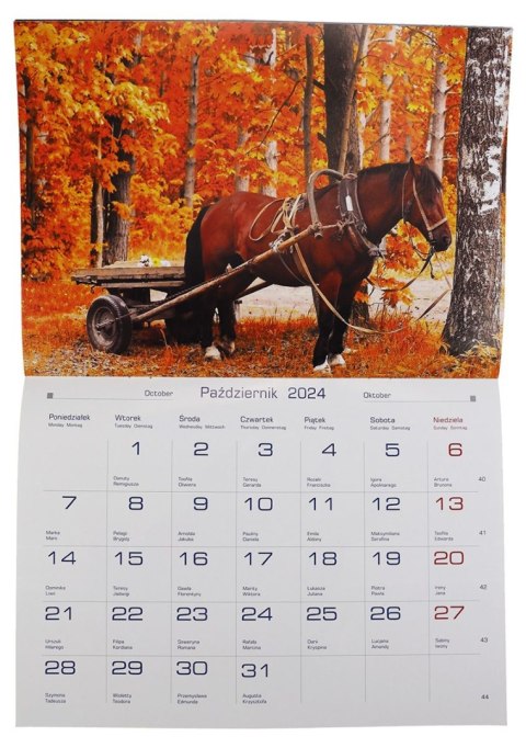 Kalendarz ścienny wieloplanszowy 200mm x 280mm Michalczyk i Prokop (TW-10-6) Michalczyk i Prokop