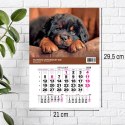 Kalendarz ścienny JEDNODZIELNY PIES A4 210mm x 295mm Press Press