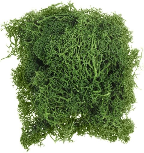 Dekoracja Craft-Fun Series dekoracja florystyczna mech chrobotek Titanum (2324045 DG) Titanum