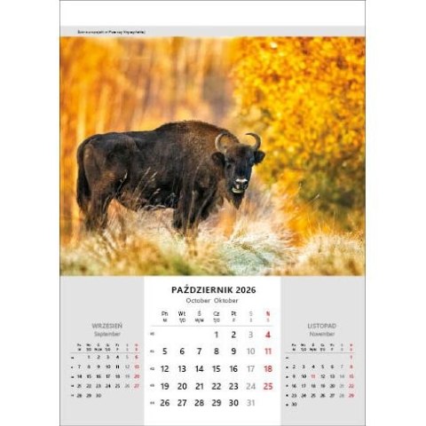 Kalendarz ścienny NIESAMOWITA POLSKA wieloplanszowy 330mm x 500mm Jotan (WP116) Jotan