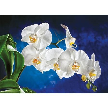 Kalendarz ścienny Orchidea TRÓJDZIELNY Jotan (T45) Jotan