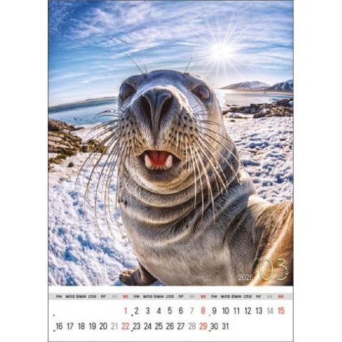 Kalendarz ścienny SELFIE 13-KARTKOWY A3+ Jotan (WP135) Jotan