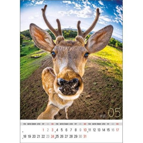 Kalendarz ścienny SELFIE 13-KARTKOWY A3+ Jotan (WP135) Jotan