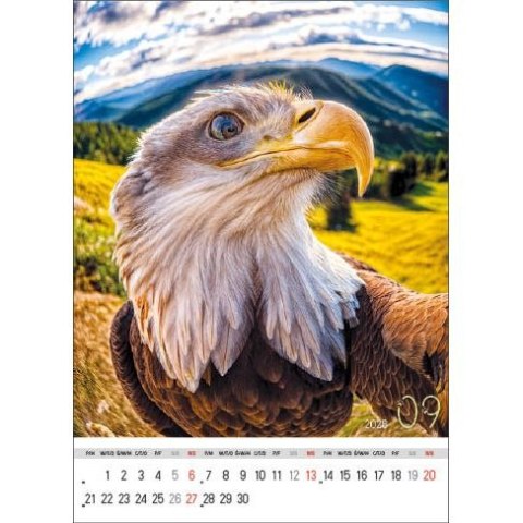 Kalendarz ścienny SELFIE 13-KARTKOWY A3+ Jotan (WP135) Jotan