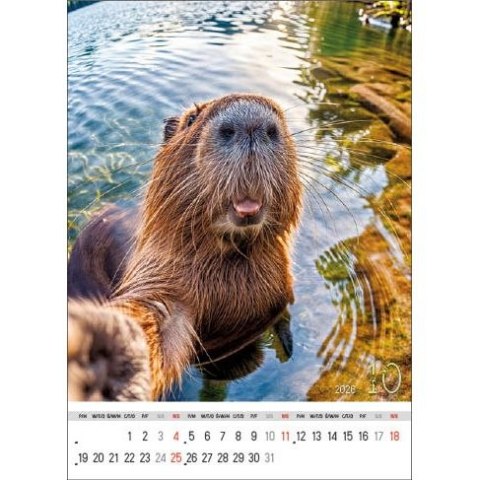 Kalendarz ścienny SELFIE 13-KARTKOWY A3+ Jotan (WP135) Jotan