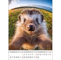 Kalendarz ścienny SELFIE 13-KARTKOWY A3+ Jotan (WP135) Jotan