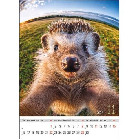 Kalendarz ścienny SELFIE 13-KARTKOWY A3+ Jotan (WP135) Jotan