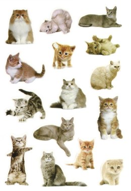 Naklejka (nalepka) Craft-Fun Series Koty Titanum (PPB01) Titanum