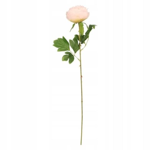 Kwiaty piwonia 60cm różowa Home And Garden (1815) Home And Garden