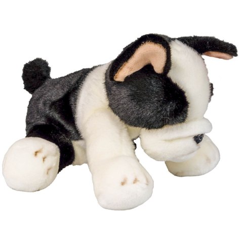 Pluszak pies Boston terrier [mm:] 300 Anek (844404BS) Anek