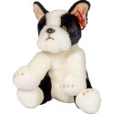Pluszak pies Boston terrier [mm:] 300 Anek (844404BS) Anek