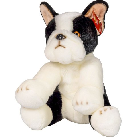 Pluszak pies Boston terrier [mm:] 300 Anek (844404BS) Anek