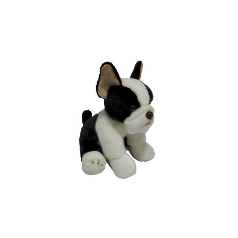 Pluszak pies Boston terrier [mm:] 300 Anek (844404BS) Anek