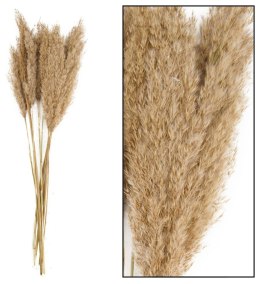 Kwiaty Trawa Plume 80-90cm 12-14szt naturalna Home And Garden (3052) Home And Garden