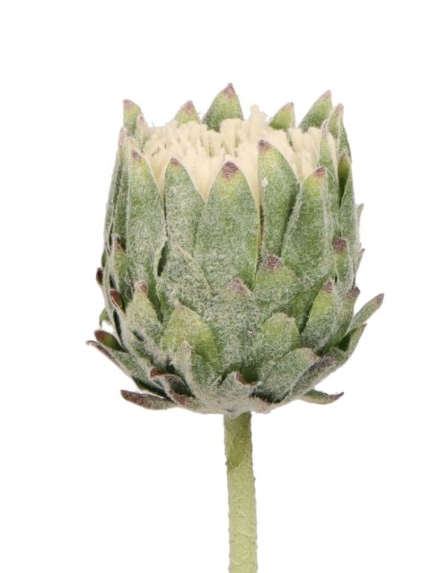 Kwiaty karczoch 65cm Home And Garden (8226) Home And Garden