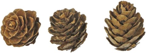 Ozdoba drewniana Craft-Fun Series szyszki Titanum (5903714533688) Titanum