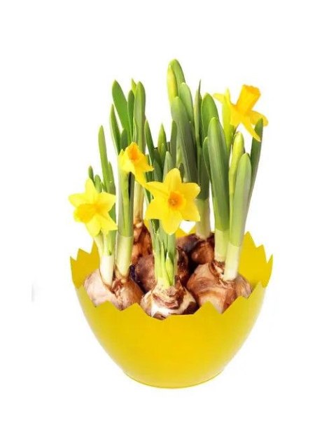 Ozdoba wielkanocna Osłonka wielkanocna skorupka - żółta Arpex (WN3605ZOL-4671) Arpex