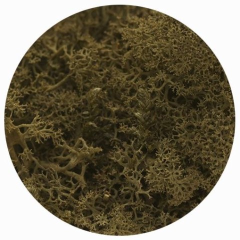 Dekoracja dekoracja florystyczna mech chrobotek reniferowy Titanum (100 gram) Titanum